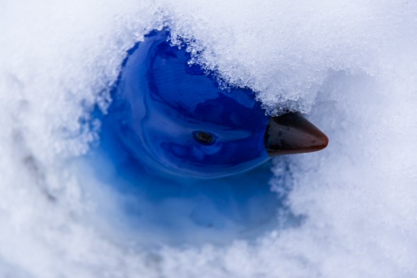 Eisvogel...  - (c) K Eutebach.jpg